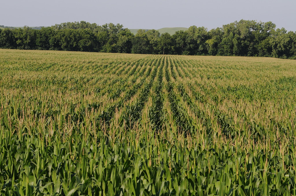 Crop Insurance Premium: Karnataka’s Rs 1,680 Crore Urgency