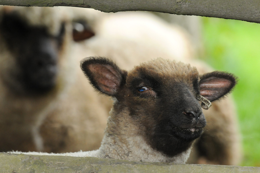 Shropshire Farming Families Face Tough Inheritance Tax Changes
